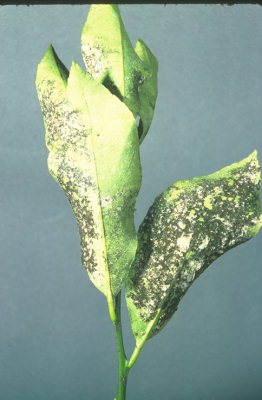 Dialeurodes citri: Aleurode des agrumes