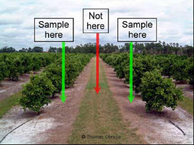 Travail du sol en agrumiculture