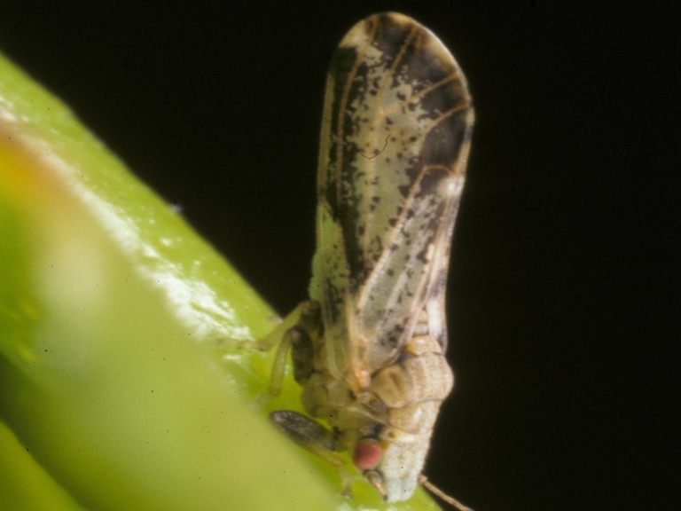 Diaphorina citri: Psylle des agrumes