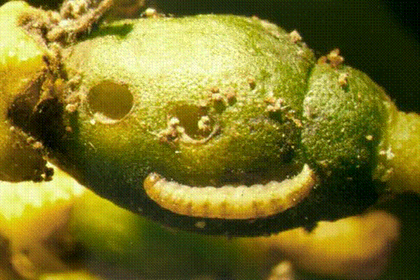Teigne du citronnier