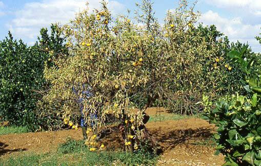 Fusariose des agrumes ou pourriture des racines
