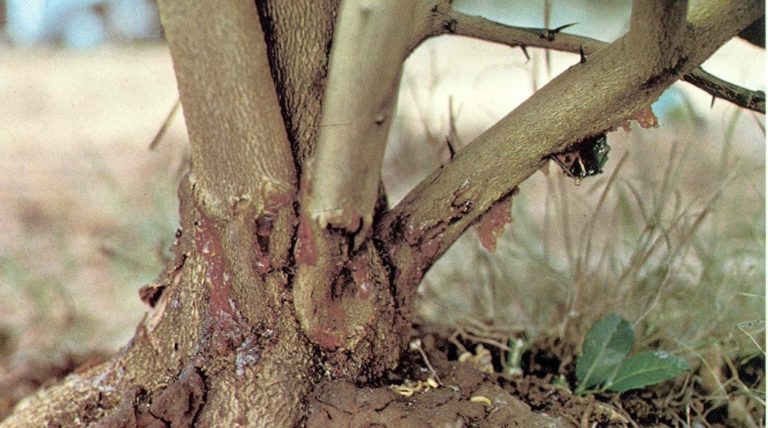 Gommose parasitaire des agrumes