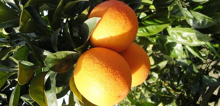 Les variétés d’orange Navel  Maison des agrumes