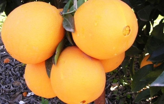 Les variétés d’orange Navel