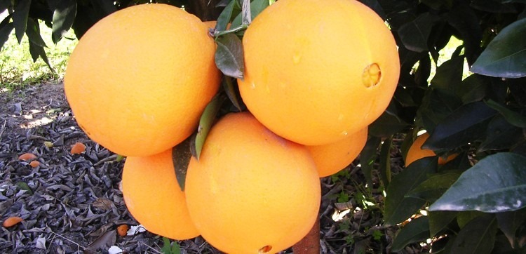 Les variétés d’orange Navel  Maison des agrumes