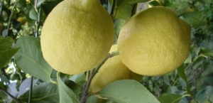 La fameuse variété de citronnier femminello