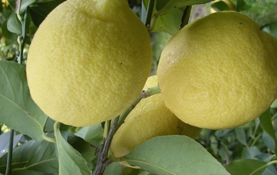 Les variétés de citronnier