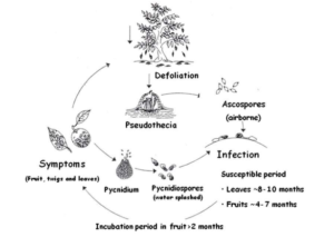 Cycle de vie de Phyllosticta citricarpa