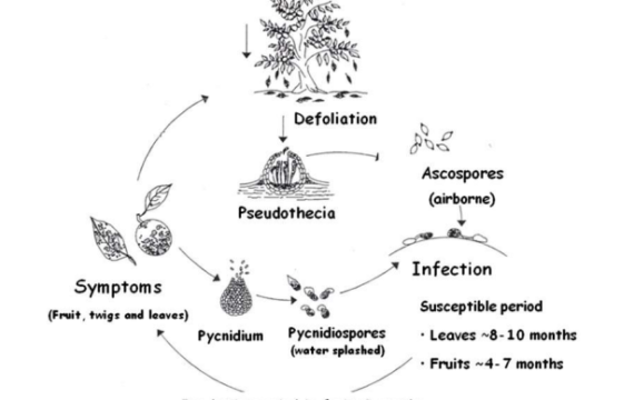 Cycle de vie de Phyllosticta citricarpa