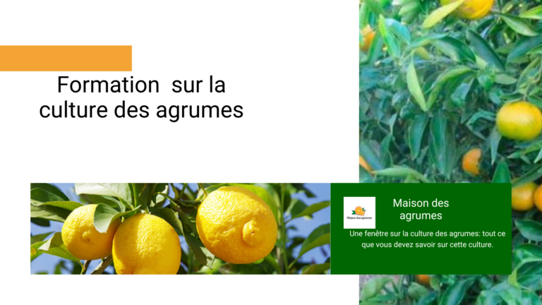 Formation sur la culture d'agrumes