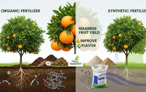 Fertilisation des agrumes